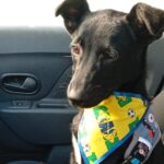 Abandono em plena luz do dia: filhote é amarrado em frente a clínica veterinária em São Bernardo