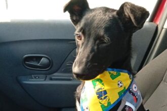 Abandono em plena luz do dia: filhote é amarrado em frente a clínica veterinária em São Bernardo