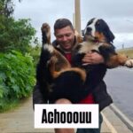 Final feliz: Cachorro do Circo Maximus é encontrado em São Bernardo