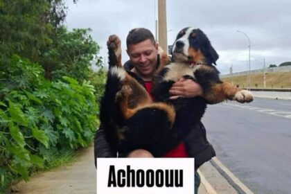 Final feliz: Cachorro do Circo Maximus é encontrado em São Bernardo