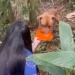 Pitbull acorrentado a árvore é resgatado em área de mata em São Bernardo