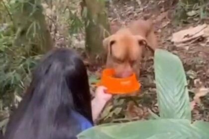 Pitbull acorrentado a árvore é resgatado em área de mata em São Bernardo