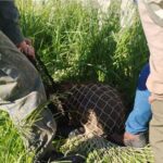 Em ação integrada, GCM Ambiental de São Bernardo resgata capivara na região do Rudge Ramos