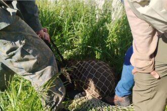 Em ação integrada, GCM Ambiental de São Bernardo resgata capivara na região do Rudge Ramos
