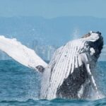 Temporada das baleias-jubarte movimenta Prado e reforça turismo no litoral sul da Bahia
