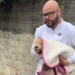Poodle atropelado na Estrada Dos Alvarengas é resgatado em São Bernardo; veterinário e vereador suspeita de abandono