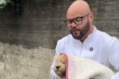 Poodle atropelado na Estrada Dos Alvarengas é resgatado em São Bernardo; veterinário e vereador suspeita de abandono