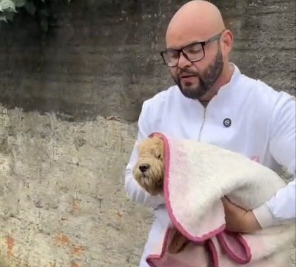 Poodle atropelado na Estrada Dos Alvarengas é resgatado em São Bernardo; veterinário e vereador suspeita de abandono