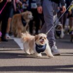Grand Plaza abre inscrições para Cãominhada com atividades para pets e tutores