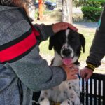 Projeto “Tigela Cheia” arrecada 410 quilos de recicláveis e garante adoção de oito animais em Ribeirão Pires