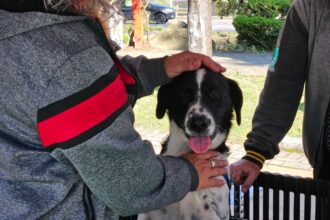 Projeto “Tigela Cheia” arrecada 410 quilos de recicláveis e garante adoção de oito animais em Ribeirão Pires
