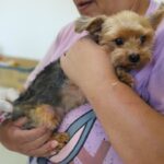 Diadema abre chamamento público para castração e vacinação de cães e gatos