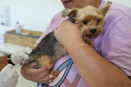 Diadema abre chamamento público para castração e vacinação de cães e gatos