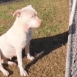 Cachorra é abandonada em praça no Jardim Las Palmas e precisa de lar temporário em São Bernardo