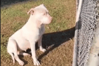Cachorra é abandonada em praça no Jardim Las Palmas e precisa de lar temporário em São Bernardo