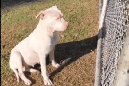 Cachorra é abandonada em praça no Jardim Las Palmas e precisa de lar temporário em São Bernardo
