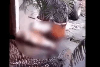 Cenário de horror no Taboão: vizinhos encontram cão morto e outro em estado de desnutrição extrema